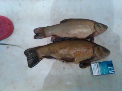Tench, 1.5 kg — Rotinėnų