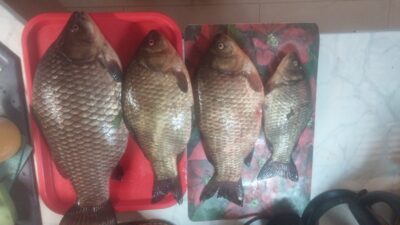 Prussian carp ×4
