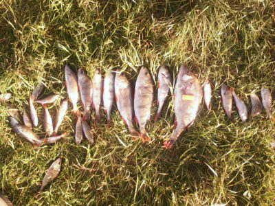 Eurasian perch, 0.9 kg — Didžiulis
