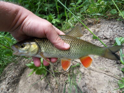 chub — Dubysa
