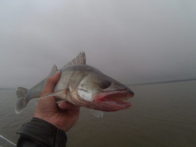 Pike perch — Kuršių
