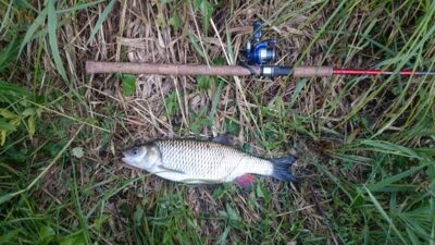chub, 0.9 kg — Žeimena