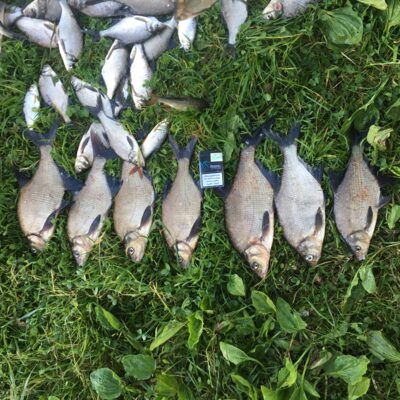 Carp bream ×7 — Alovės