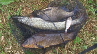 Tench, 1.3 kg — Bubių