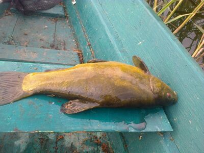 Tench, 1.9 kg
