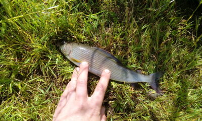 Grayling, 0.2 kg — Neris River