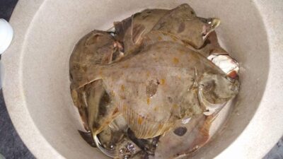 European plaice