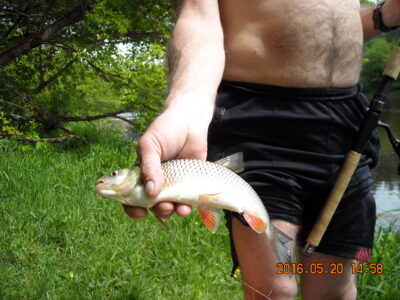 chub, 0.4 kg — Neris River