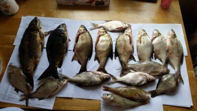 Carp bream ×17 — Kazimieravo