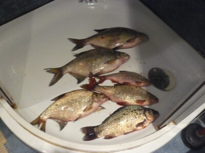 Crucian carp ×6 — Kaunas reservoir