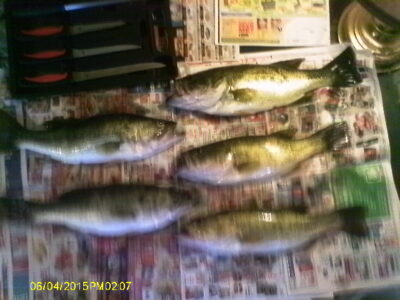 Largemouth Bass ×5
