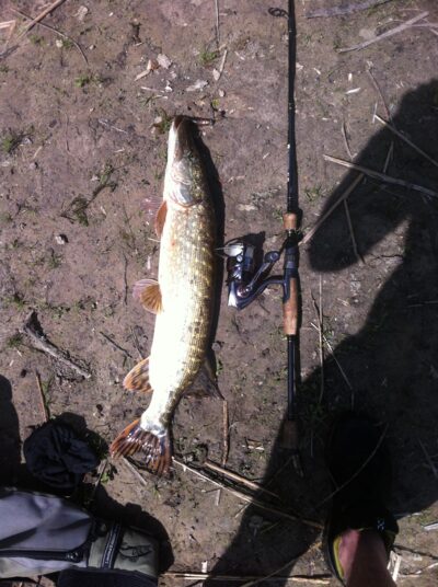 Northern Pike, 2.5 kg — Šešuvis