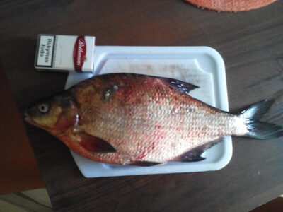 Carp bream, 1.2 kg