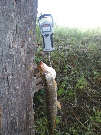 Northern Pike, 1.0 kg — Lamėstas