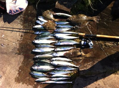 Mackerel ×33