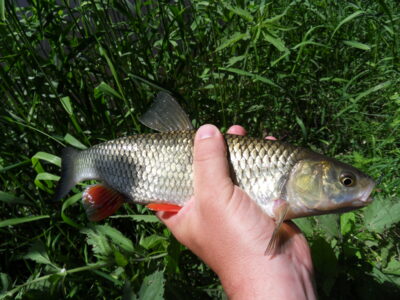 chub — Dubysa