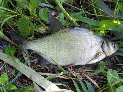 Carp bream — Шешупе