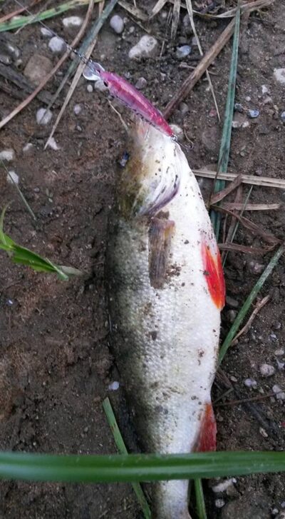 Eurasian perch — Neman River