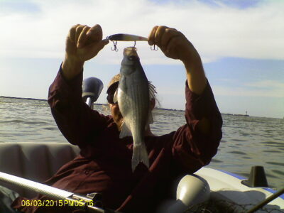 White bass — Lake Erie