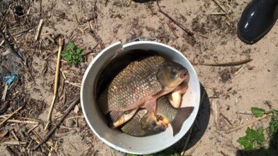 Prussian carp ×6 — Kaunas reservoir