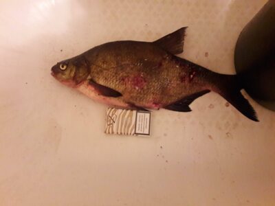 Carp bream, 1.5 kg — Varėnis