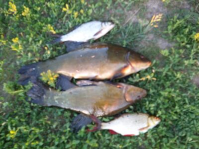 Tench, 1.0 kg — Puožas