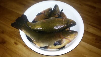 Tench ×5 — Šešuolių