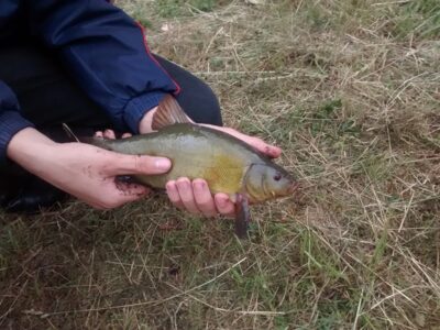 Tench ×2 — Aukštadvario HE
