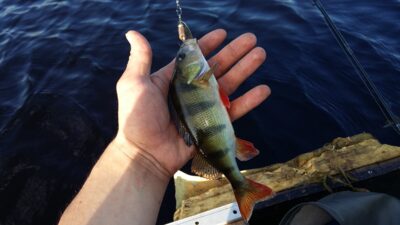 Eurasian perch — Milašius