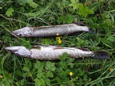 Northern Pike — Širvintų