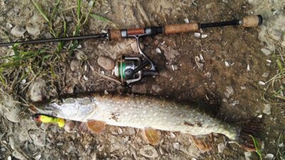 Northern Pike — Neman River