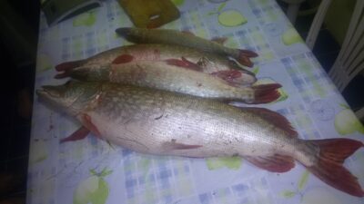 Northern Pike ×4