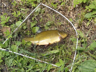 Tench, 0.6 kg — Zalvys