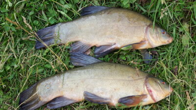 Tench, 1.2 kg — Klaipėdos