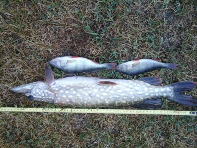Northern Pike, 1.2 kg — Lamėstas