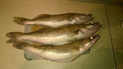Pike perch ×3 — Kupiškio