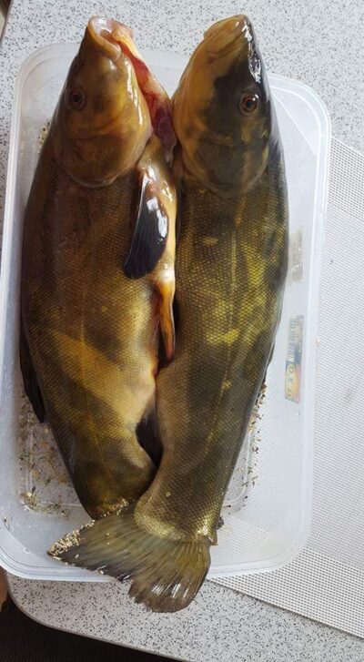 Tench, 4.3 kg