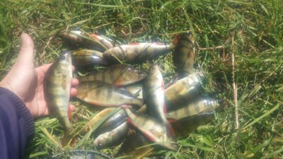 Eurasian perch ×18 — Skemų I-asis