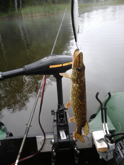 Northern Pike — Lamėstas