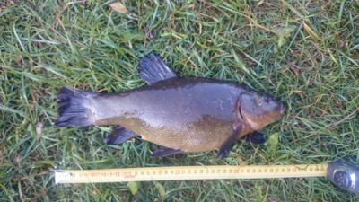 Tench, 1.2 kg — Eišiškių HE