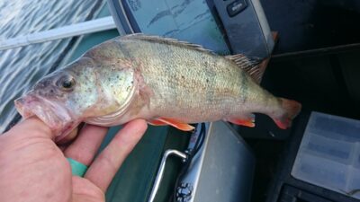 Eurasian perch, 0.6 kg — Kuršių