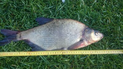 Carp bream, 1.4 kg — Eišiškių HE