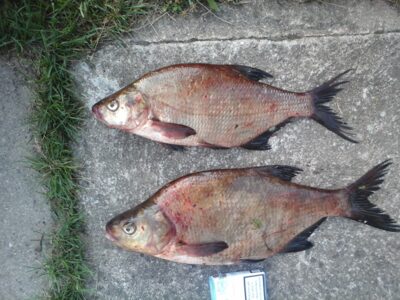 Carp bream ×2 — Lamėstas