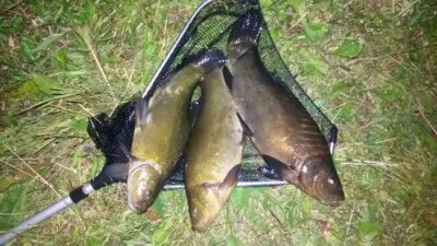 Tench ×3 — Šešuolių