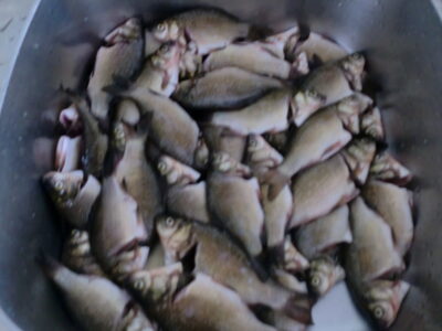Sidabrinis karosas ×40