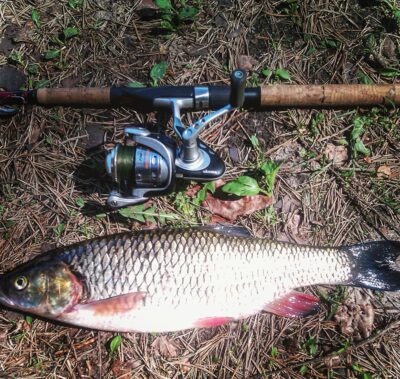 chub, 1.0 kg — Šventoji