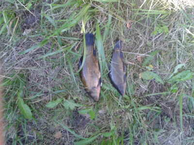 Tench, 0.8 kg — Bijotė