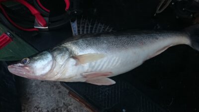 Pike perch, 1.5 kg — Kuršių