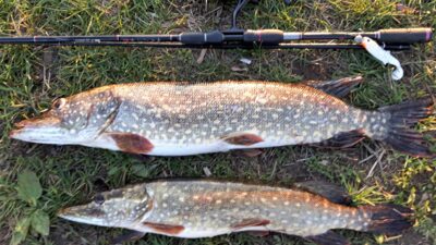 Northern Pike, 2.8 kg — Tenenys