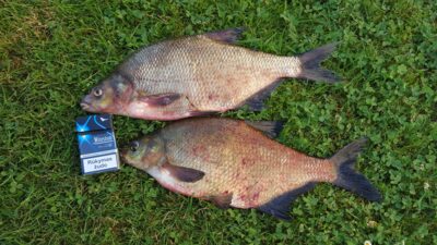 Carp bream, 1.2 kg — Šventoji